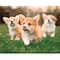 20" x 16" Puppies Paint-by-Number Kit with Wood Display Hanger by Artist's Loft®